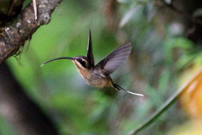 Sooty-capped Hermit (Phaethornis augusti curiosus) . Photo  Stefan Lithner