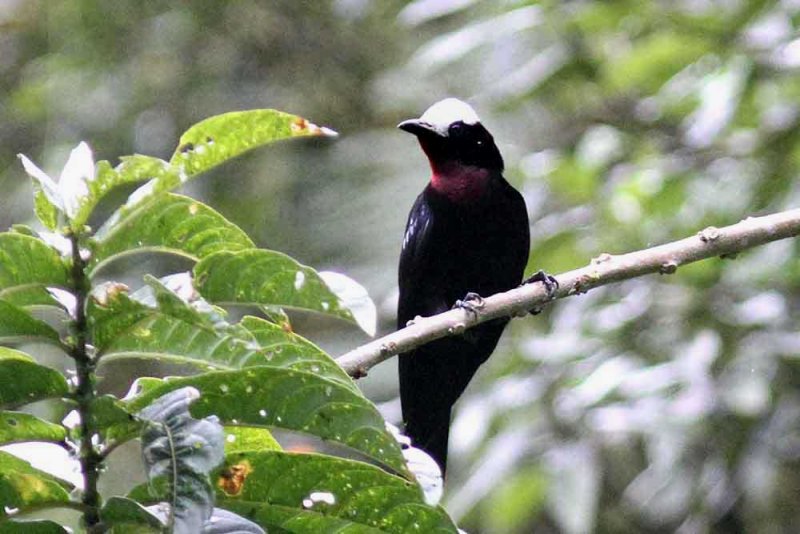 Tanagers in Colombia 2013