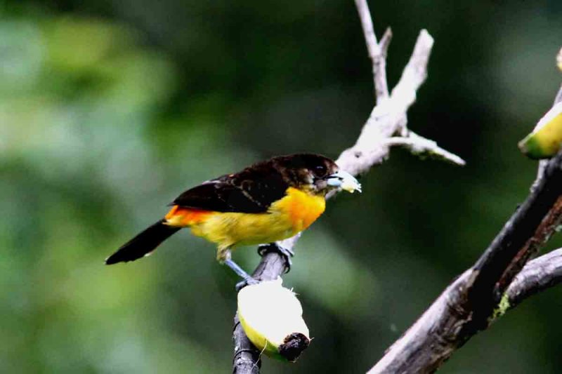 Flame-rumped Tanager (Ramphocelus flammigerus) female. Photo  Stefan Lithner