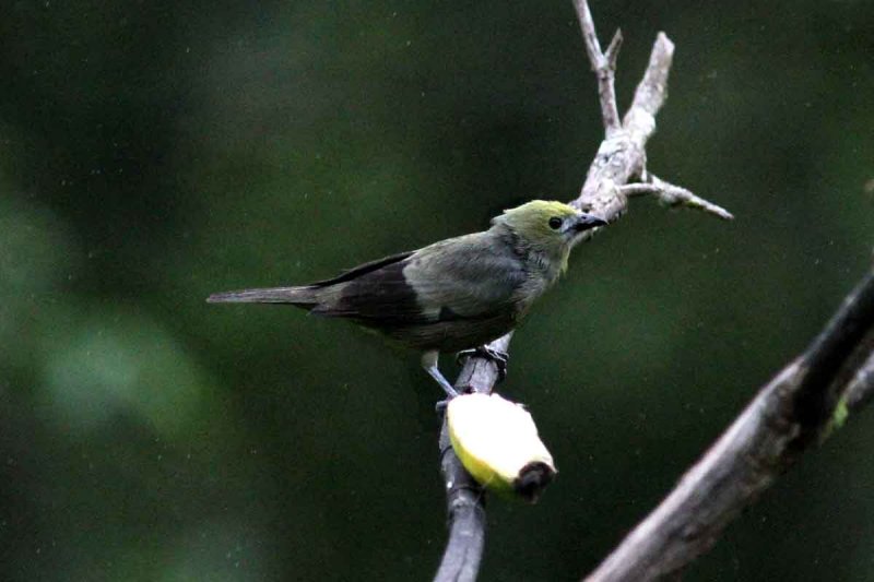 Palm Tanager (Thraupis palmarum). Photo  Stefan Lithner
