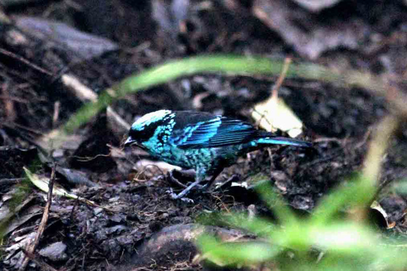 Beryl-spangled Tanager (Tangara nigroviridis). Photo  Stefan Lithner