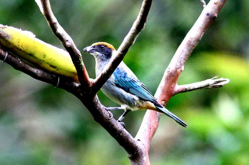Scrub Tanager (Tangara vitriolina). Photo  Stefan Lithner
