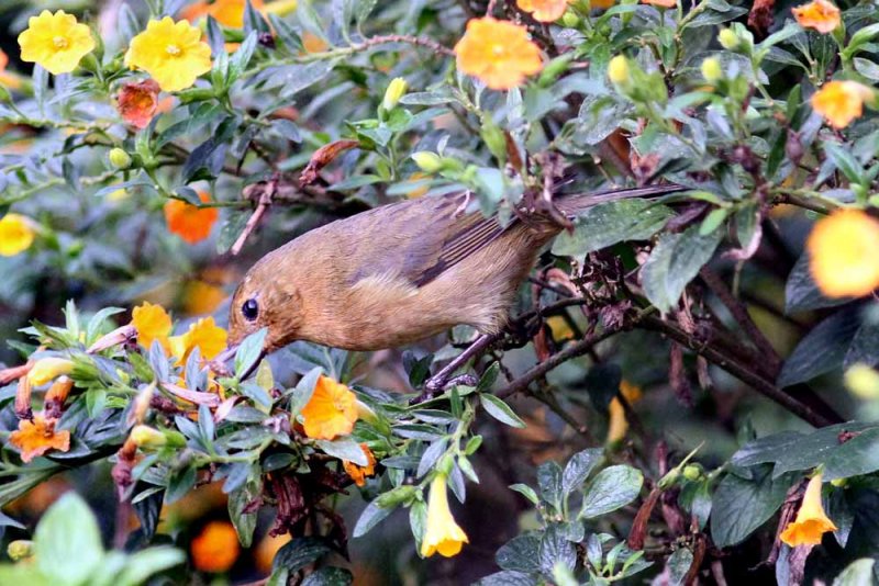 White-sided Flowerpiercer (Diglossa albilatera) female. Photo  Stefan Lithner
