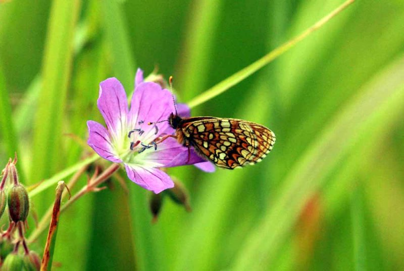 Melitaea britomartis (veronikantfjril) Brfors (Vstm) 100625 Stefan Lithner