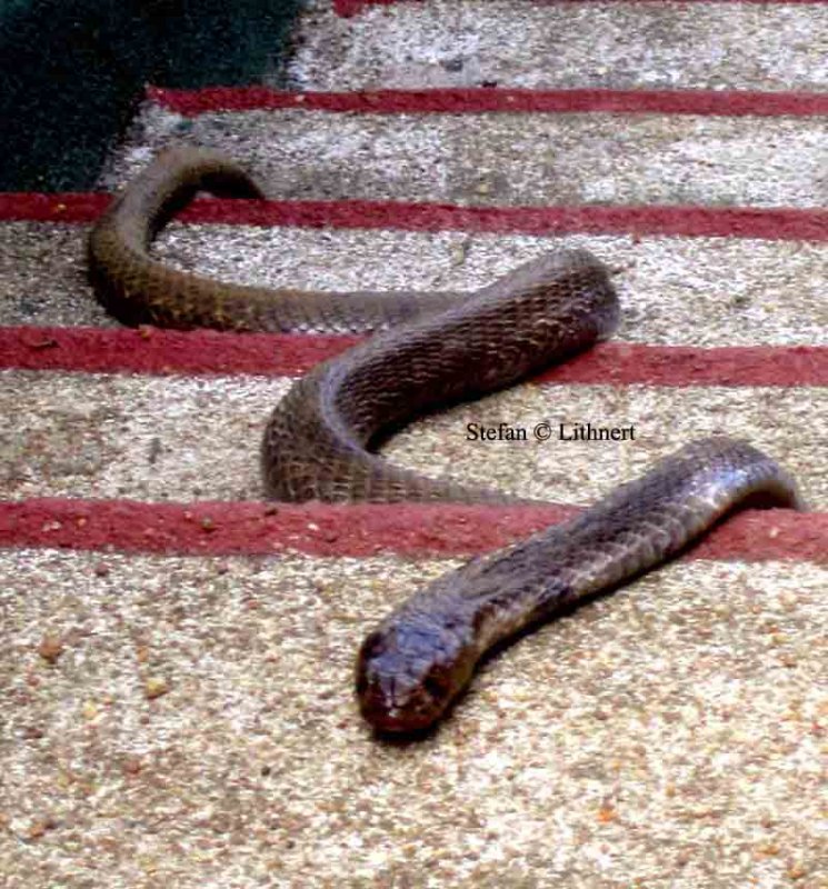 indian cobra (Naja naja) Sri Lanka 2014. Photo  Stefan Lithner