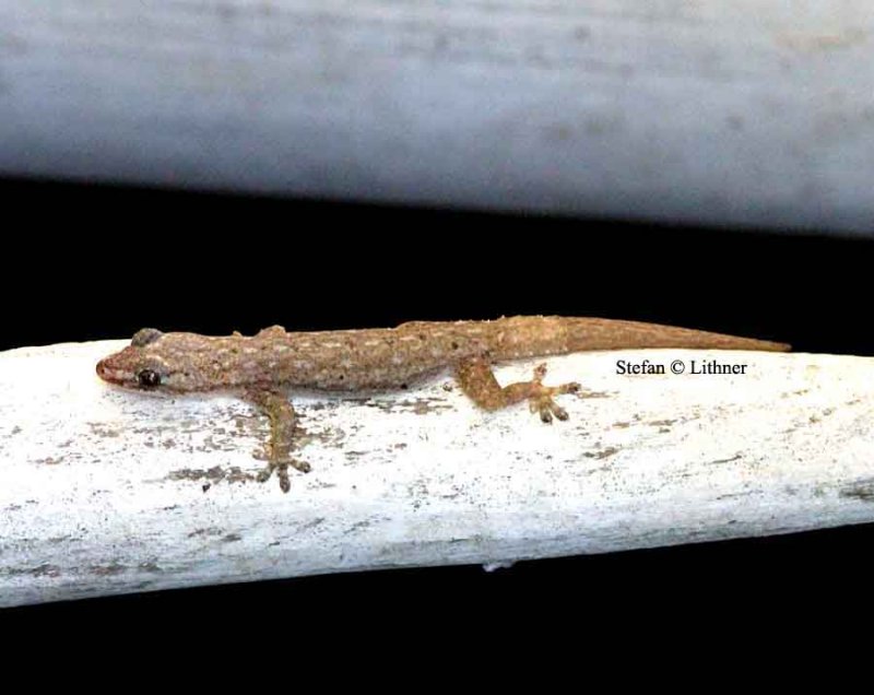 Brooks House Gecko (Hemidactylus brookii) Sri Lanka 2014 Photo  Stefan Lithner