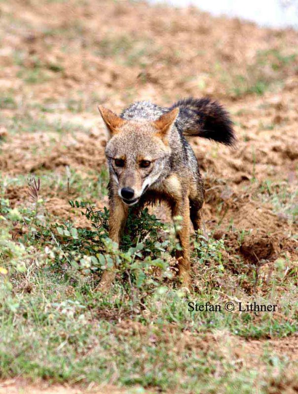 golden jackal Sri Lanka 2014. Photo  Stefan Lithner  
