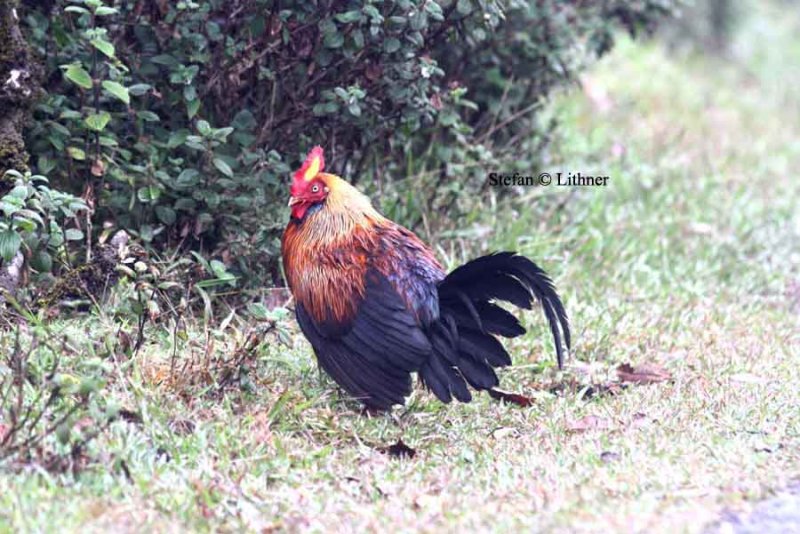 Sri  Lanka junglefowl Sri Lanka 2014. Photo  Stefan Lithner