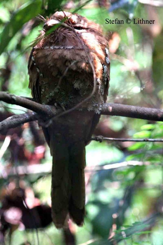 Srl Lanka frogmouth Sri Lanka 2014. Photo  Stefan Lithner