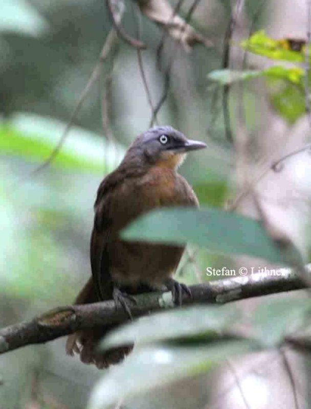 ashy-headed laughingthrush (Garrulax sinereifrons) Sri Lanka 2014. Photo  Stefan Lithner