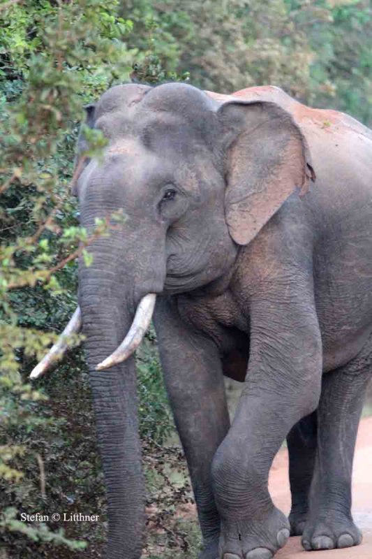 asian elephant Sri Lanka 2014 Photo  Stefan Lithner  