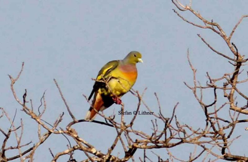 orange-breasted green pigeon Sri Lanka 2014. Photo  Stefan Lithner