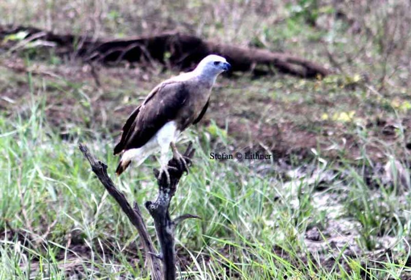 grey-headed fish-eagle Sri Lanka 2014. Photo  Stefan Lithner