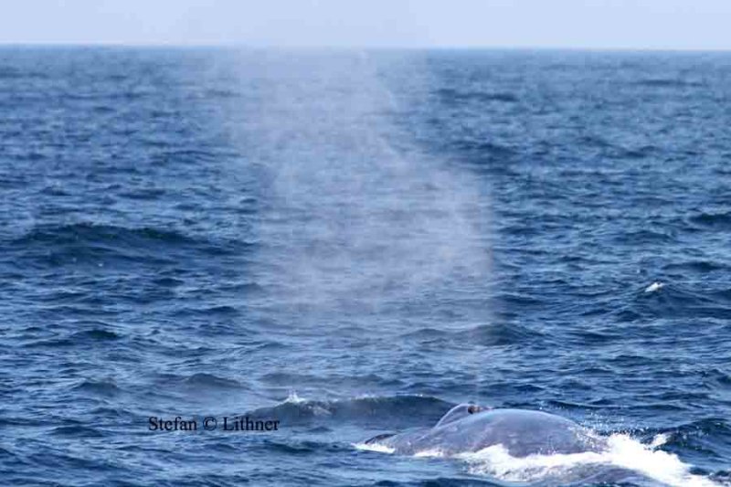 blue whale Sri Lanka 2014. Photo  Stefan Lithner