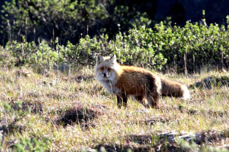 red fox (Vulpes vulpes). Photo Stefan  Lithner