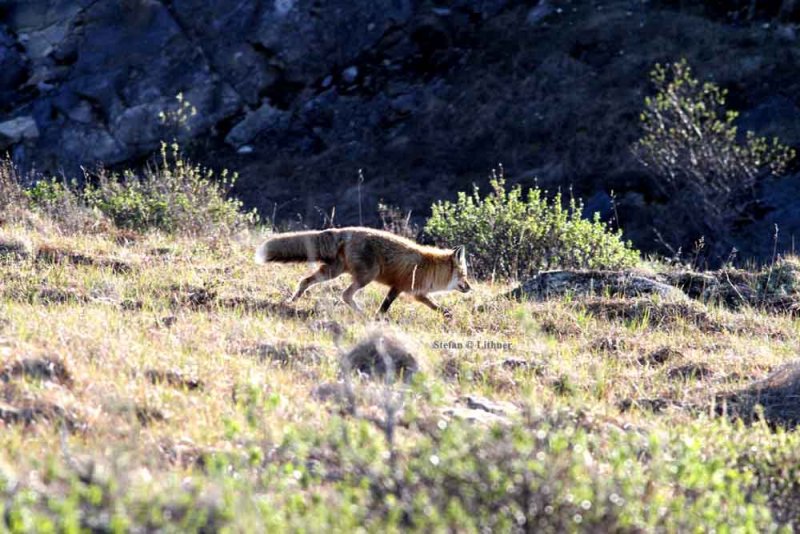 red fox (Vulpes vulpes). Photo Stefan  Lithner