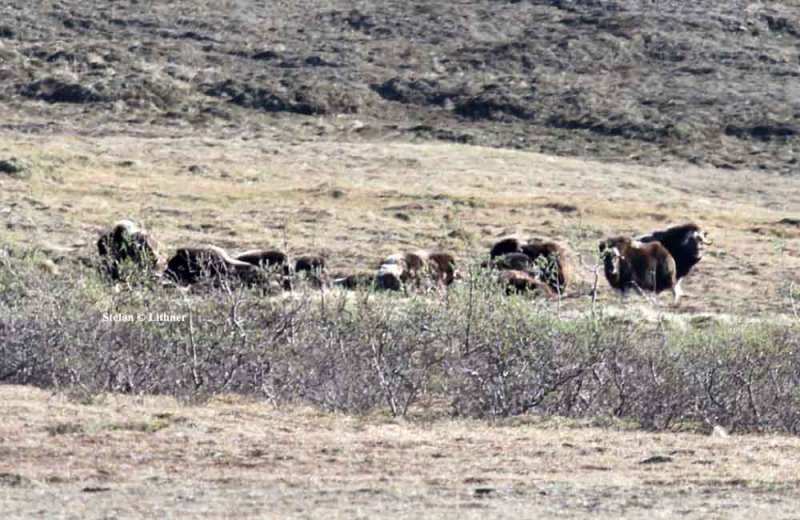 muskox (Ovibos moschatus). Photo Stefan  Lithner 