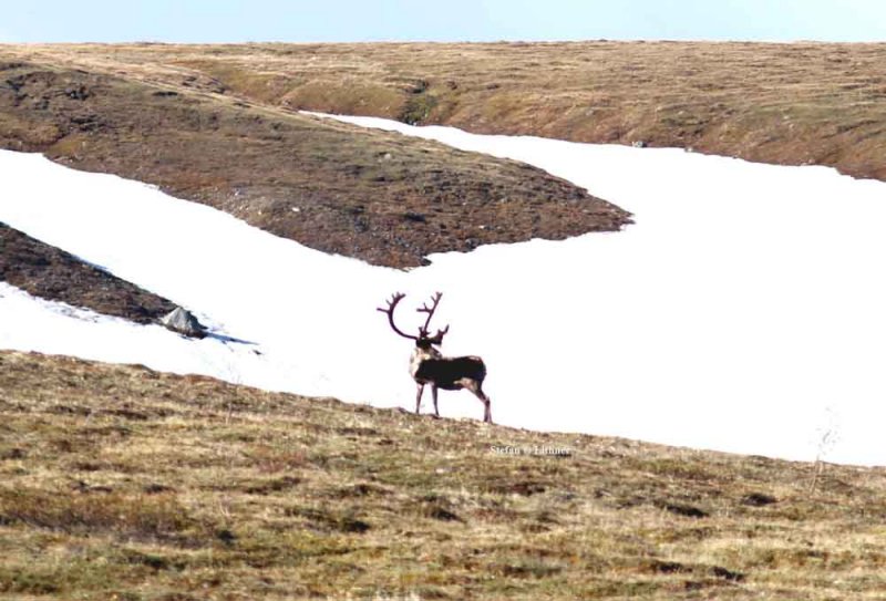 caribou (Rangifer tarandus). Photo Stefan  Lithner