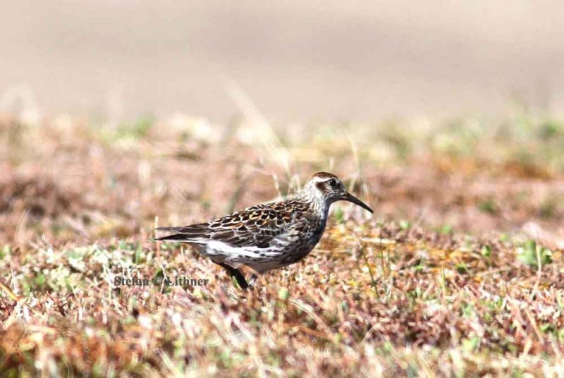 rock sandpiper (Calidris ptilocnemis). Photo Stefan  Lithner