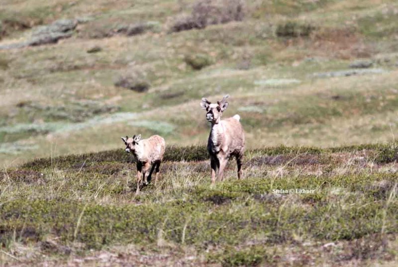caribou (Rangifer tarandus). Photo Stefan  Lithner