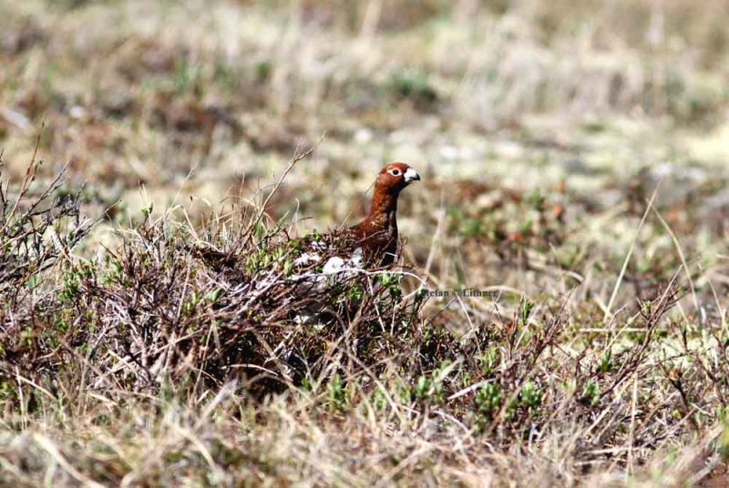 willow ptarmigan (Lagopus lagopus). Photo Stefan  Lithner 