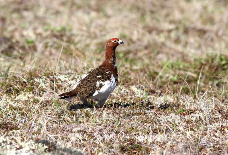 willow ptarmigan (Lagopus lagopus). Photo Stefan  Lithner