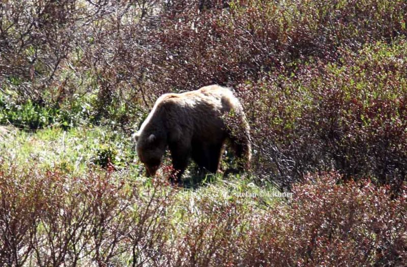 brown bear (Ursus arctos). Photo Stefan  Lithner