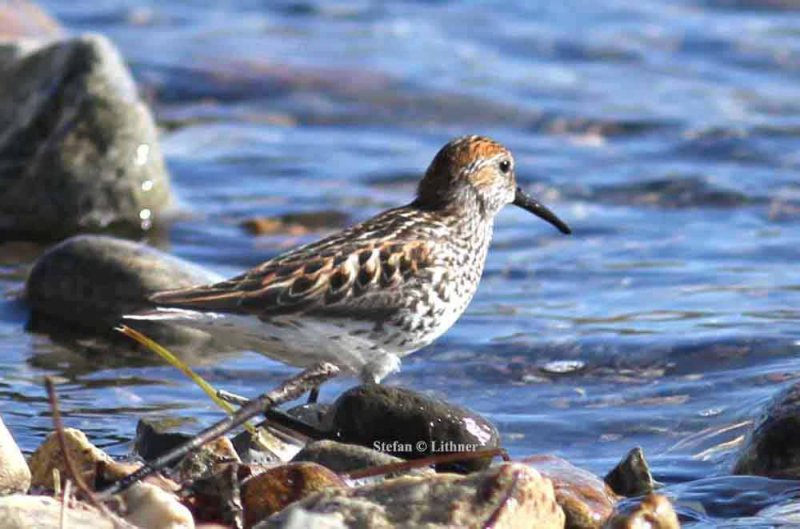 western sandpiper (Calidris mauri). Photo Stefan  Lithner