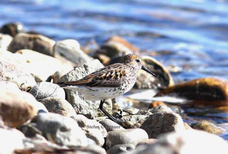western sandpiper (Calidris mauri). Photo Stefan  Lithner