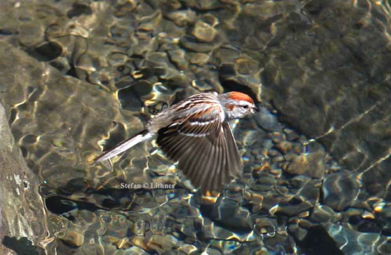 American tree sparrow (Spizella arborea). Photo Stefan  Lithner 