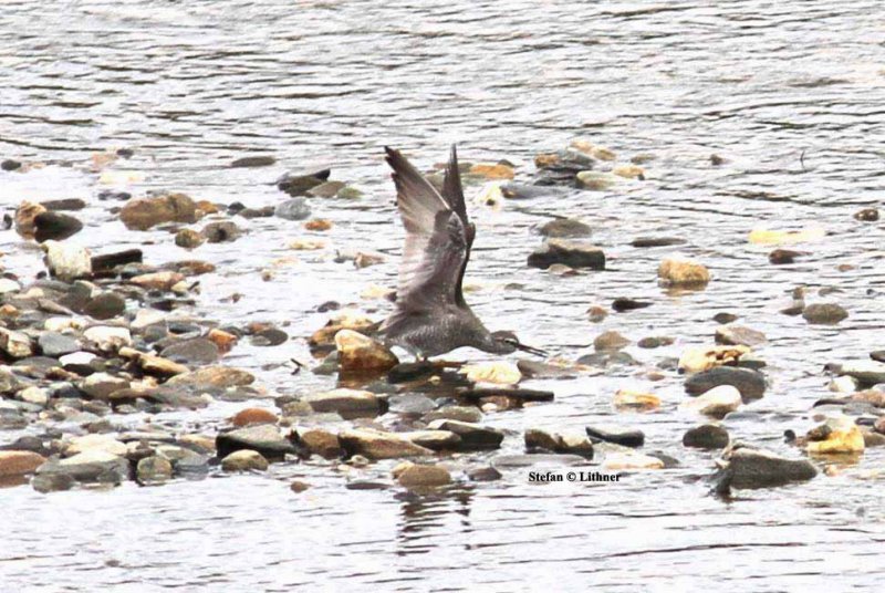 wandering tattler (Heteroscelus incanus). Photo Stefan  Lithner 
