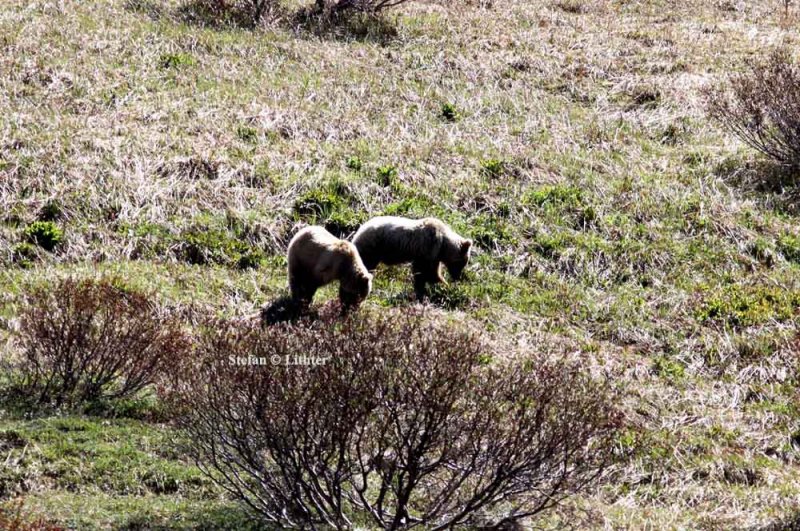 brown bear (Ursus arctos). Photo Stefan  Lithner