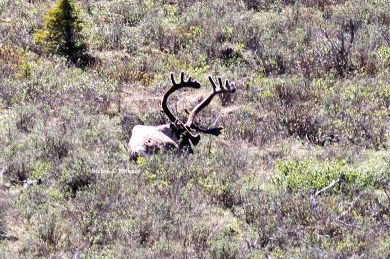 caribou (Rangifer tarandus). Photo Stefan  Lithner