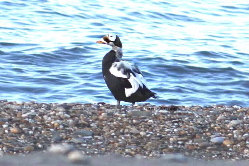 spectacled eider (Somateria spectabilis). Photo Stefan  Lithner  