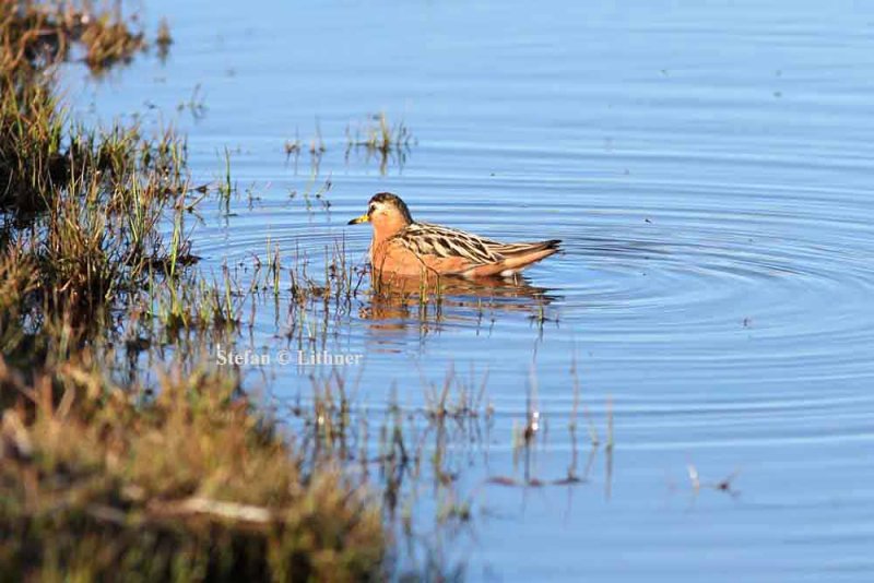 red phalarope (Phalaropus fulicaria) Photo Stefan  Lithner