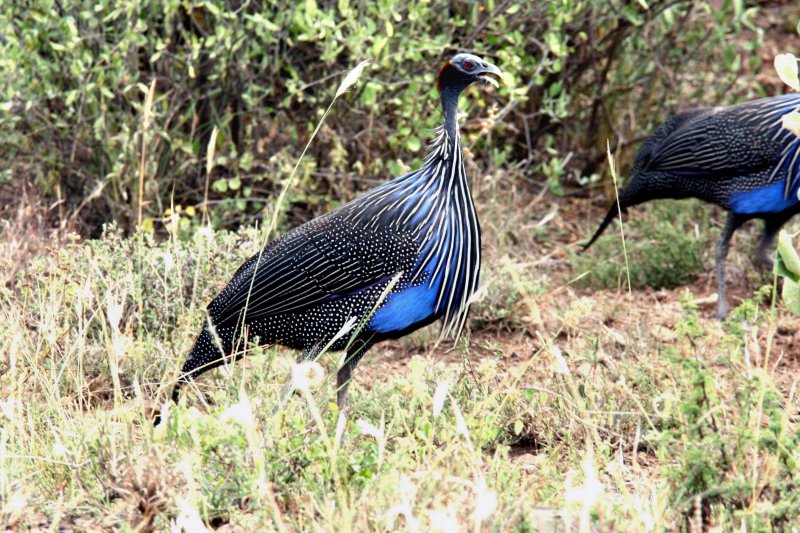 Vulturine Guineafowl. Photo Stefan  Lithner