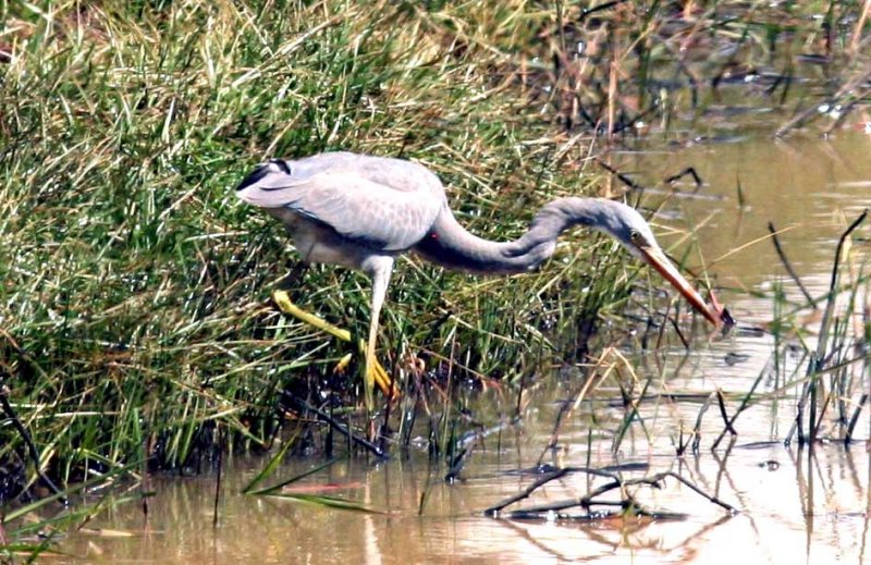 Western (Highland) Reef Heron Ethiopia Nov 2007. Photo Stefan  Lithner