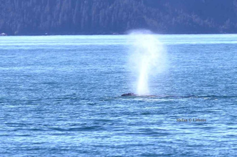 humpback whale (Megaptera novaeanfliae) blowing. Photo Stefan  Lithner