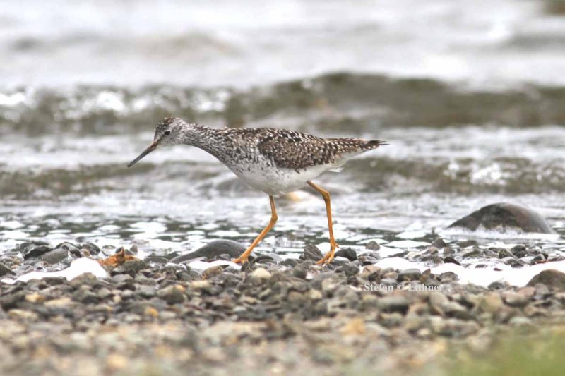 lesser yellowlegs (Tringa flavipes). Photo Stefan  Lithner