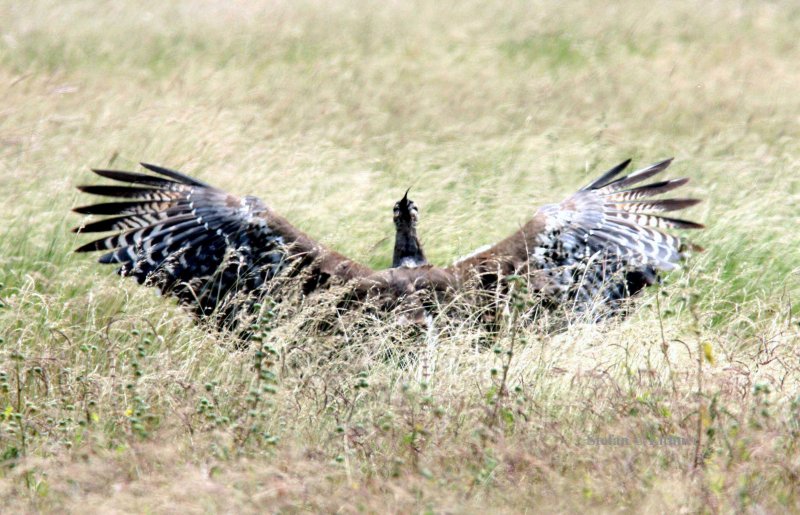 Kori Bustard just landed. Photo Stefan  Lithner