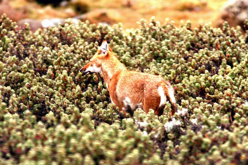 Ethiopian Wolf. Photo Stefan  Lithner