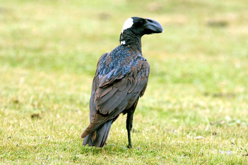  Thick-billed Raven. Photo Stefan  Lithner
