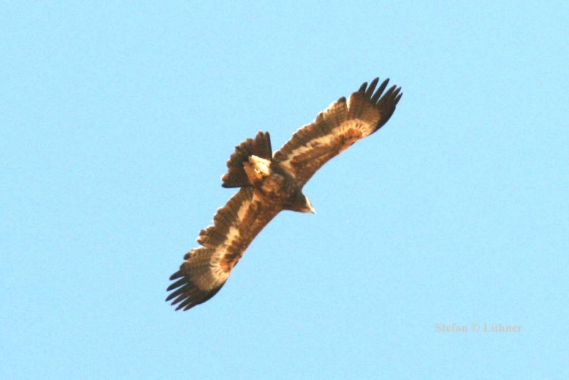 Steppe Eagle juv. Photo Stefan  Lithner
