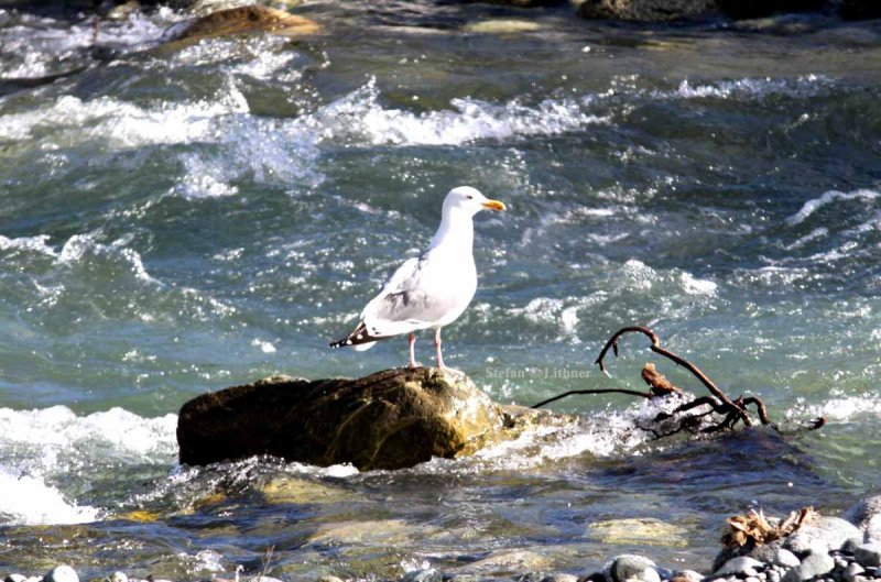 American herring gull (Larus (argentatus) smithsonianus) Photo Stefan  Lithner