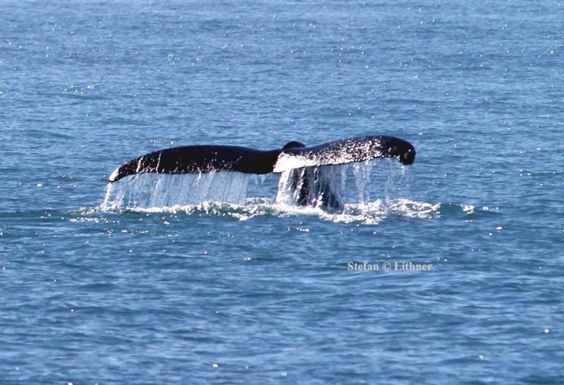 humpback whale (Megaptera novaeanfliae) diving. Photo Stefan  Lithner