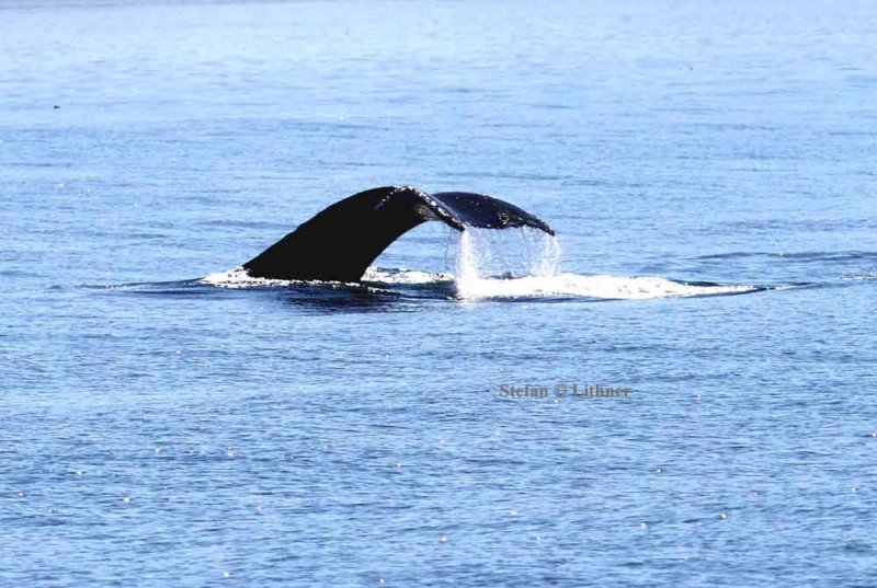 humpback whale (Megaptera novaeanfliae) diving. Photo Stefan  Lithner