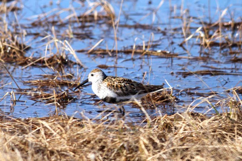 dunlin (Calidris alpina) Photo Stefan  Lithner
