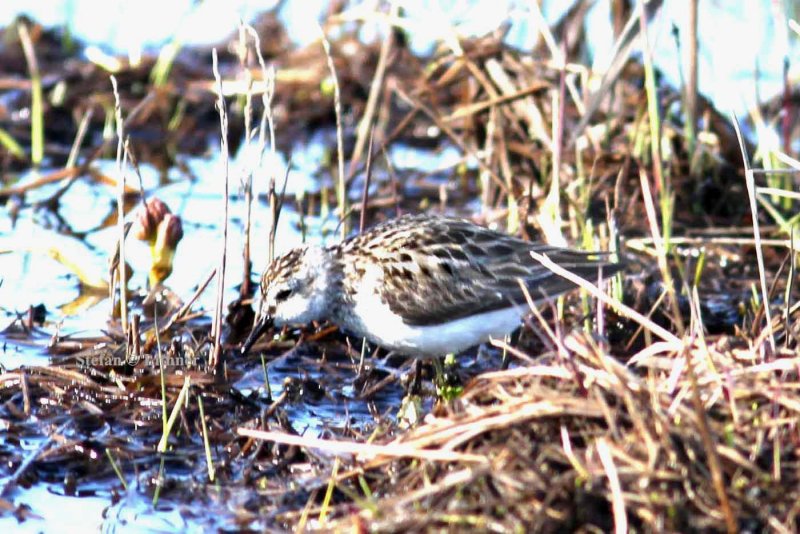 semipalmated sandpiper (Calidris pusilla). Photo Stefan  Lithner