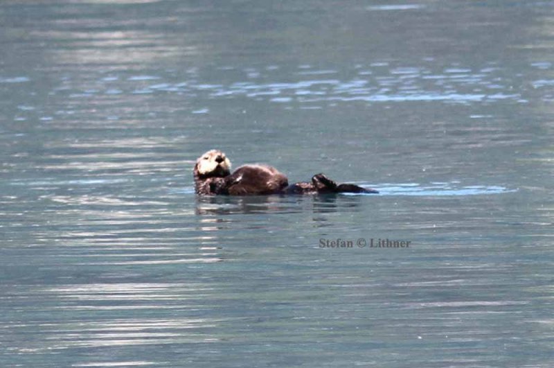 sea otter (Enhydra lutris). Photo Stefan  Lithner