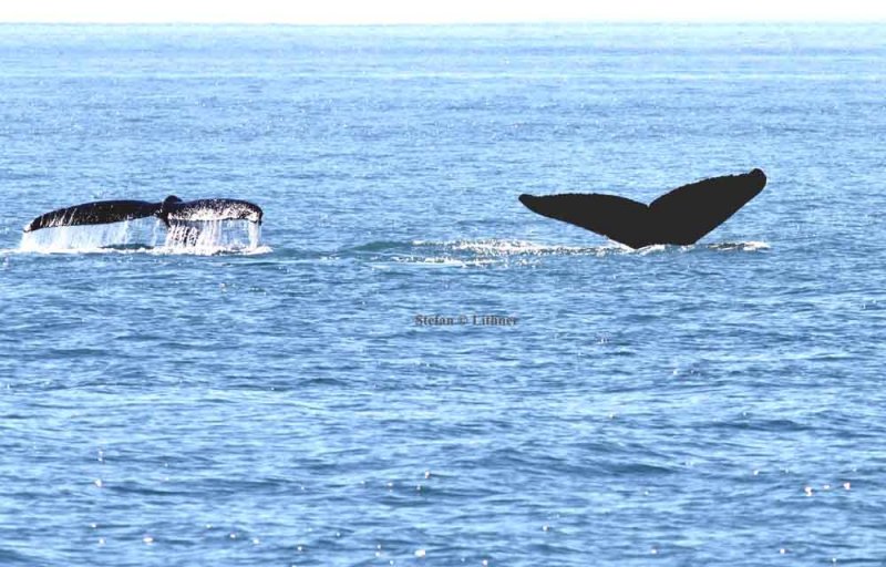 two individuals diving